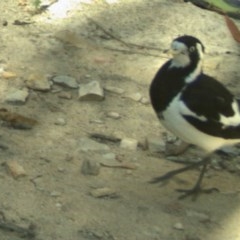 Grallina cyanoleuca at Yass River, NSW - 2 Dec 2020