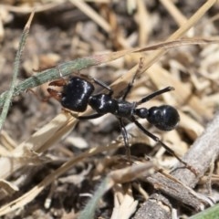 Myrmecia sp. (genus) (Bull ant or Jack Jumper) at Illilanga & Baroona - 15 Nov 2019 by Illilanga