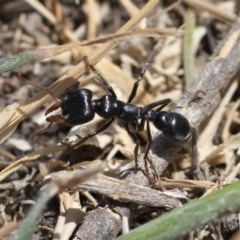 Myrmecia sp. (genus) at Michelago, NSW - 15 Nov 2019