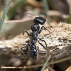 Myrmecia maura at Michelago, NSW - 15 Nov 2019 11:20 AM