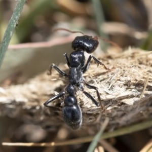 Myrmecia maura at Michelago, NSW - 15 Nov 2019 11:20 AM