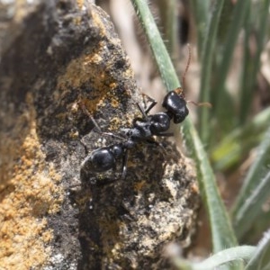 Myrmecia maura at Michelago, NSW - 15 Nov 2019 11:20 AM