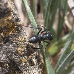 Myrmecia sp. (genus) at Michelago, NSW - 15 Nov 2019