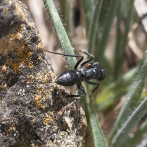 Myrmecia maura at Michelago, NSW - 15 Nov 2019 11:20 AM