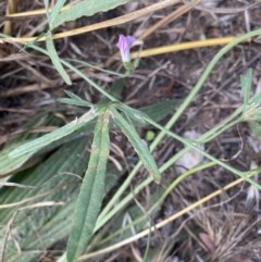 Convolvulus angustissimus subsp. angustissimus (Australian Bindweed) at Deakin, ACT - 2 Dec 2020 by KL