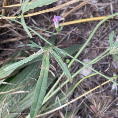 Convolvulus angustissimus subsp. angustissimus (Australian Bindweed) at Hughes Grassy Woodland - 2 Dec 2020 by KL