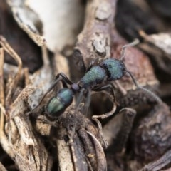 Rhytidoponera metallica (Greenhead ant) at Michelago, NSW - 9 Nov 2019 by Illilanga