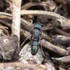 Rhytidoponera metallica at Michelago, NSW - 10 Nov 2019 09:24 AM