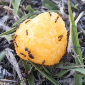 Pheidole sp. (genus) at Michelago, NSW - 28 Oct 2019