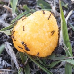 Pheidole sp. (genus) (Seed-harvesting ant) at Illilanga & Baroona - 28 Oct 2019 by Illilanga
