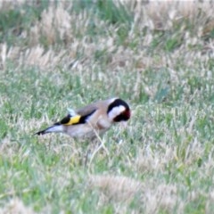 Carduelis carduelis (European Goldfinch) at West Wodonga, VIC - 3 Dec 2020 by Michelleco