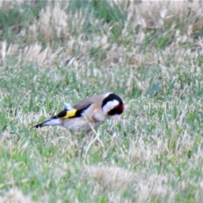 Carduelis carduelis (European Goldfinch) at Wodonga - 3 Dec 2020 by Michelleco