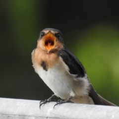 Hirundo neoxena (Welcome Swallow) at West Wodonga, VIC - 28 Nov 2020 by Michelleco