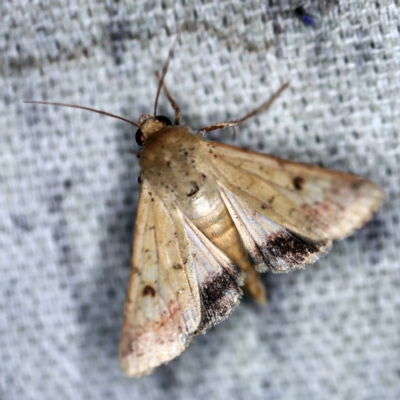 Helicoverpa armigera (Cotton bollworm, Corn earworm) at O'Connor, ACT - 2 Dec 2020 by ibaird