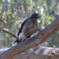 Strepera graculina (Pied Currawong) at Splitters Creek, NSW - 30 Nov 2020 by Kyliegw