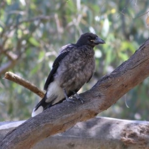 Strepera graculina at Albury - 30 Nov 2020