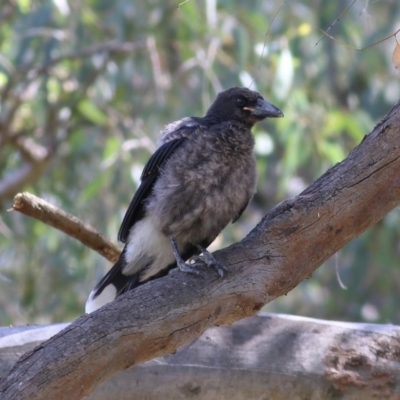 Strepera graculina (Pied Currawong) at Albury - 30 Nov 2020 by Kyliegw