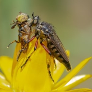 Thereutria amaraca at Acton, ACT - 2 Dec 2020 12:52 PM