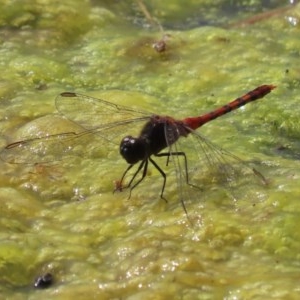 Diplacodes melanopsis at Fyshwick, ACT - 3 Dec 2020