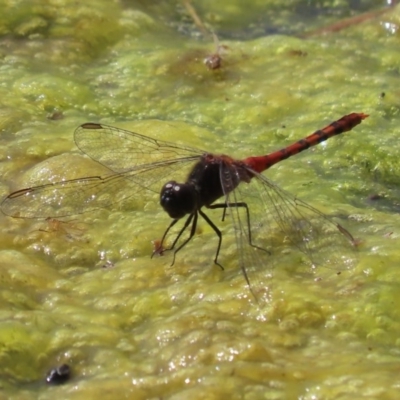 Diplacodes melanopsis (Black-faced Percher) at Jerrabomberra Wetlands - 3 Dec 2020 by roymcd