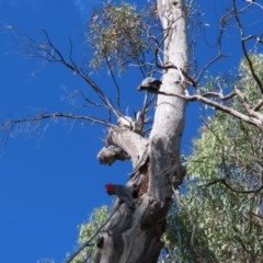 Callocephalon fimbriatum at Red Hill, ACT - suppressed