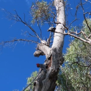 Callocephalon fimbriatum at Red Hill, ACT - 2 Dec 2020