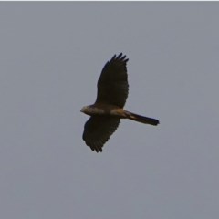 Accipiter fasciatus (Brown Goshawk) at Denman Prospect, ACT - 3 Dec 2020 by Ct1000