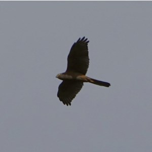 Accipiter fasciatus at Denman Prospect, ACT - 3 Dec 2020