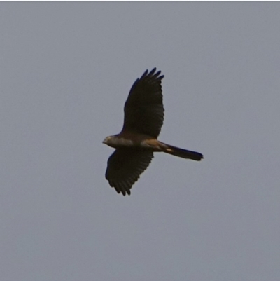 Tachyspiza fasciata (Brown Goshawk) at Denman Prospect, ACT - 3 Dec 2020 by Ct1000