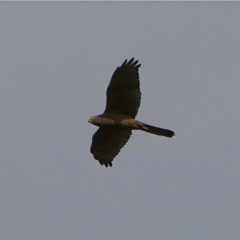 Accipiter fasciatus at Denman Prospect, ACT - 3 Dec 2020