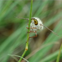 Trichopsidea oestracea (Tangle-vein fly) at Stony Creek - 3 Dec 2020 by Ct1000