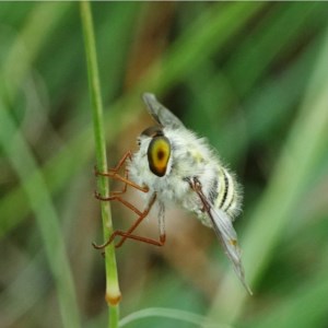 Trichopsidea oestracea at Coree, ACT - 3 Dec 2020