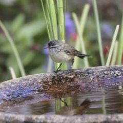 Acanthiza chrysorrhoa (Yellow-rumped Thornbill) at Higgins, ACT - 18 Oct 2020 by AlisonMilton