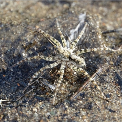 Pisauridae (family) (Water spider) at Stony Creek - 3 Dec 2020 by Ct1000