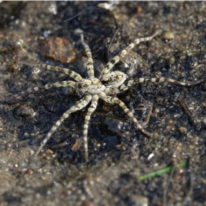 Pisauridae (family) at Stromlo, ACT - 3 Dec 2020 04:51 PM