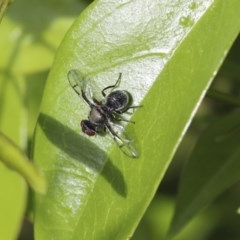 Pogonortalis doclea (Boatman fly) at Higgins, ACT - 17 Oct 2020 by AlisonMilton