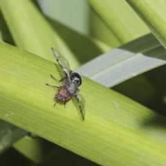 Pogonortalis doclea at Higgins, ACT - 18 Oct 2020