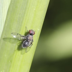 Pogonortalis doclea at Higgins, ACT - 18 Oct 2020