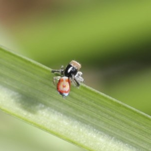 Maratus pavonis at Higgins, ACT - suppressed