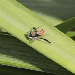 Maratus pavonis at Higgins, ACT - suppressed