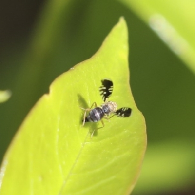 Spathulina acroleuca (A seed fly) at Higgins, ACT - 18 Oct 2020 by AlisonMilton