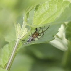 Oxyopes sp. (genus) (Lynx spider) at Higgins, ACT - 18 Oct 2020 by AlisonMilton