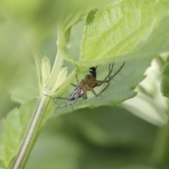 Oxyopes sp. (genus) at Higgins, ACT - 18 Oct 2020