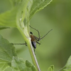 Oxyopes sp. (genus) at Higgins, ACT - 18 Oct 2020