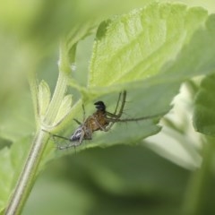 Oxyopes sp. (genus) at Higgins, ACT - 18 Oct 2020