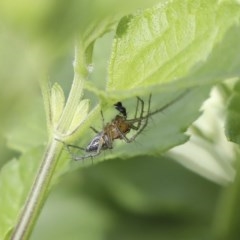 Oxyopes sp. (genus) at Higgins, ACT - 18 Oct 2020