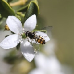 Melangyna viridiceps (Hover fly) at Higgins, ACT - 18 Oct 2020 by AlisonMilton