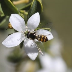 Melangyna viridiceps at Higgins, ACT - 18 Oct 2020 01:28 PM