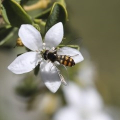 Melangyna viridiceps at Higgins, ACT - 18 Oct 2020 01:28 PM