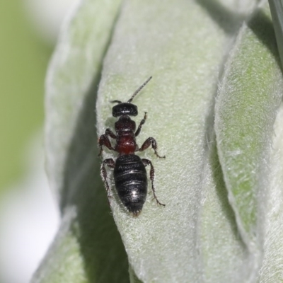 Tiphiidae (family) (Unidentified Smooth flower wasp) at Higgins, ACT - 18 Oct 2020 by AlisonMilton